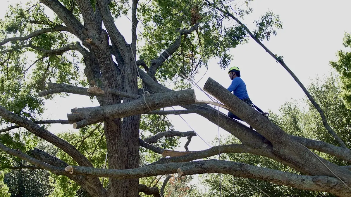 Professional Crown Thinning performed by certified arborists in Hillsdale